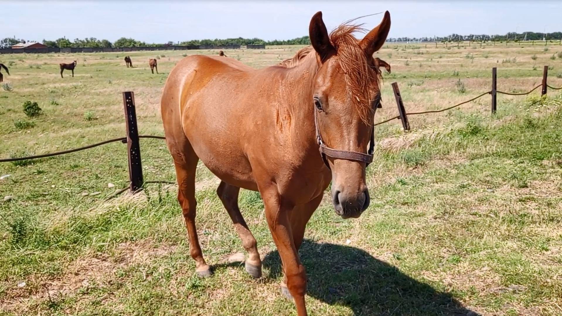 Знакомство с лошадью смотреть онлайн
