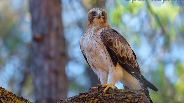 Птицы Белгородской области (1 часть)