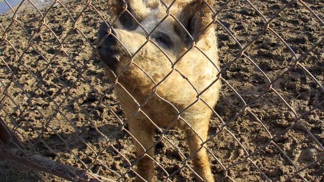 2020-11-03 Висимская зооферма смотреть онлайн