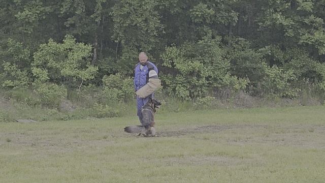 3 Отл. Dortonion KAORI +++ №78. КЧК ХАБАРОВСК 13 июня`25 В.Киселева Моно н/о