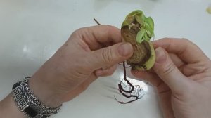 Манго внутри манго. Чудо природы_ Как вырастить манго из косточки