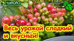 ДАЖЕ КРАСНАЯ СМОРОДИНА СЛАДКАЯ КАК ПОВИДЛО: ЭТА ПОДКОРМКА ДАЕТ СЛАДОСТЬ и ВКУС всем плодам и ягодам