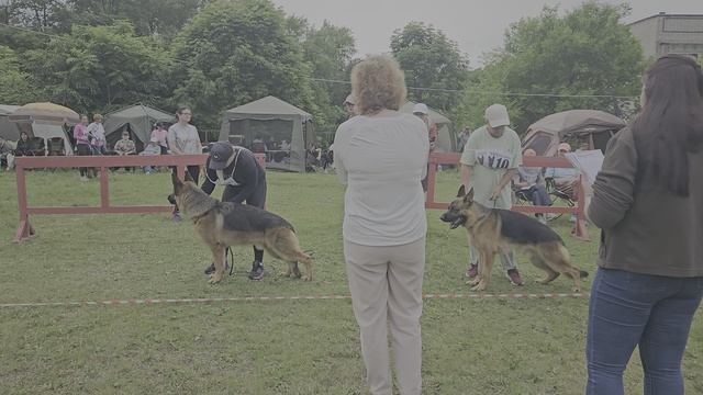 ЮНИОРЫ КОБЕЛИ / КЧК ХАБАРОВСК 13 июня`25 В.Киселева Моно немецких овчарок