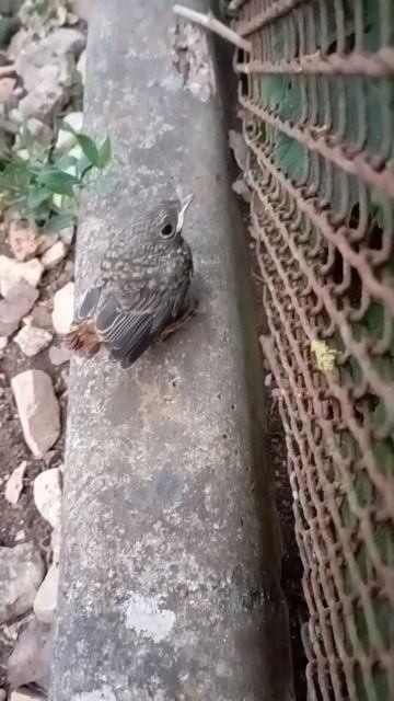 неожиданная встреча с птенцом... смотреть онлайн