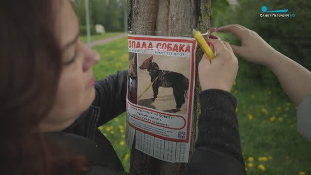 «ВаськаАлерт»: как не потерять питомца на прогулке и по каким правилам его искать