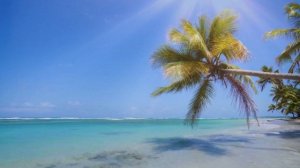Лето, океан, пальма / Футаж 4К (3840-2160)