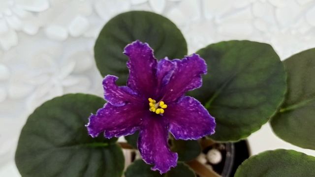 Фиалка НД-Магнитная Аномалия