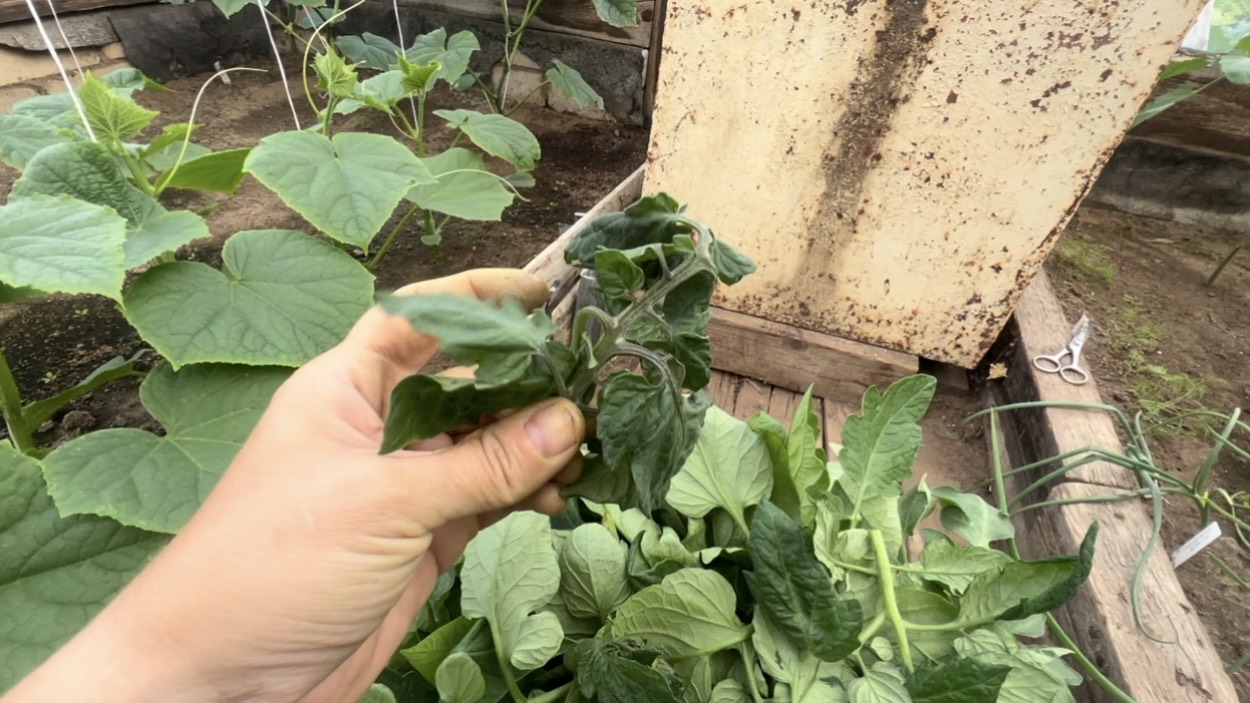 ШОК. ВИРУС в ТЕПЛИЦЕ. КУРЧАВНОСТЬ. За 3 дня уничтожил все кусты смотреть онлайн