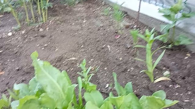 цветы на даче в конце июня, цветут лилии, цинии, лаванда/цветы/цветение смотреть онлайн