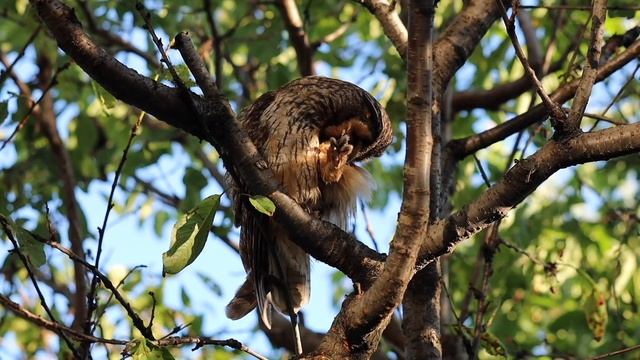 совушка смотреть онлайн