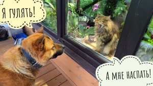 Выйду ночью в поле с Кубом! Остались с кошкой, собакой и совой одни на хозяйстве