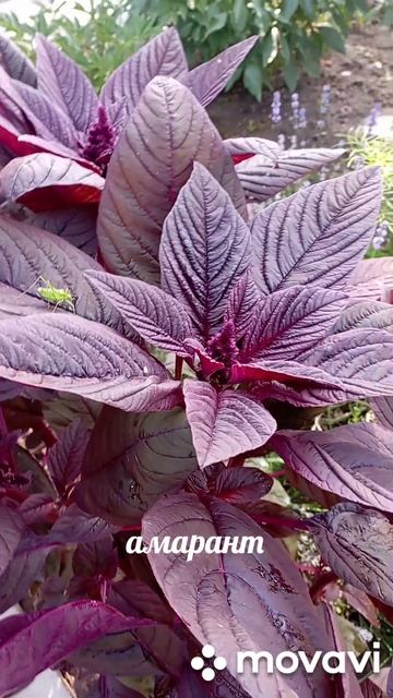 амарант в нашем саду/амарант/сад/ смотреть онлайн