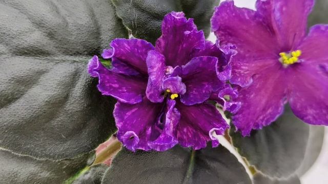 Фиалка НД-Магнитная Аномалия