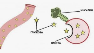 Инсулин... Зачем он нужен и как он работает?