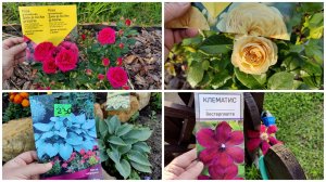 Много ли пересорта в розах? Обзор всех моих цветов на участке.