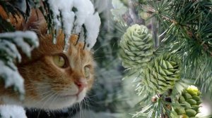 Падал снег Сергей Чекалин