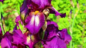 ИРИС АТТЕНШН ПЛИЗ