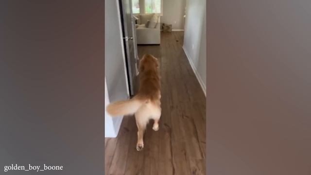 Самый забавный золотистый ретривер и чем ДОЛЬШЕ ВЫ НАБЛЮДАЕТЕ ЗА НИМ тем СМЕШНЕЕ ОН СТАНОВИТСЯ! смотреть онлайн