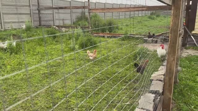 Поездка к родителям. Полезные обновки для дома и хозяйства. Как все успеть Стройка продолжается. смотреть онлайн