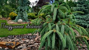 Моя Коллекция Пендульных Хвойных!🔥 Часть1 #сад #garden #обзор 25.06.25г