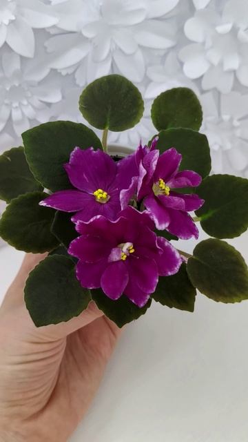 Фиалка АВ-Последняя Любовь Самурая