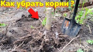 Как убрать и удалить корень дерева ?
