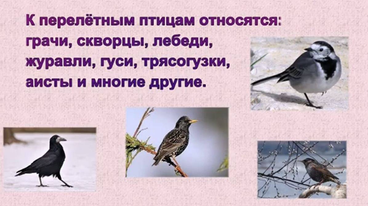 Певцы весны