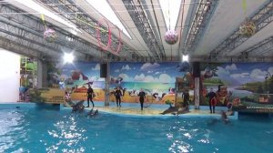 Дельфинарий Анапский - восхитительное представление!