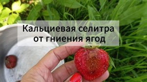 Кальциевая селитра от гниения клубники