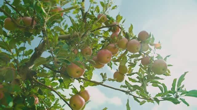 Узнайте путь кубанских яблок - от сбора урожая до готовых соков и нектаров «Дары Кубани»!