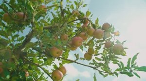 Узнайте путь кубанских яблок - от сбора урожая до готовых соков и нектаров «Дары Кубани»!