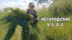 НУТРЯТА дерутся за хлеб. Июньский покос тростника. 22.06.25