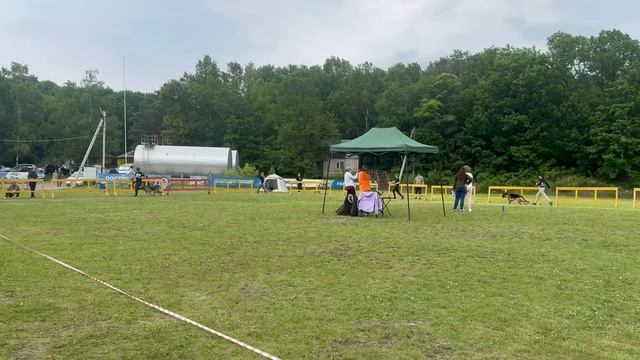 ЮНИОРЫ СУКИ / КЧК ХАБАРОВСК 13 июня`25 В.Киселева Моно немецких овчарок