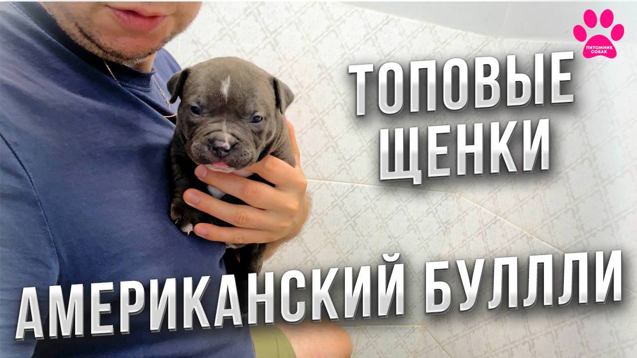 ТАКИХ щенков уже НЕ БУДЕТ! Последние Американские Булли в нашем питомнике. смотреть онлайн