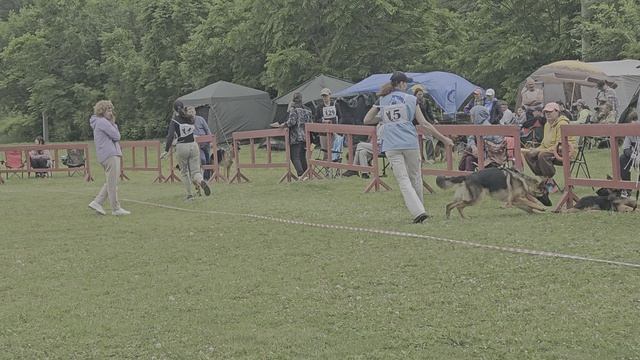 ЩЕНКИ КОБЕЛИ / КЧК ХАБАРОВСК 13 июня`25 В.Киселева Моно немецких овчарок