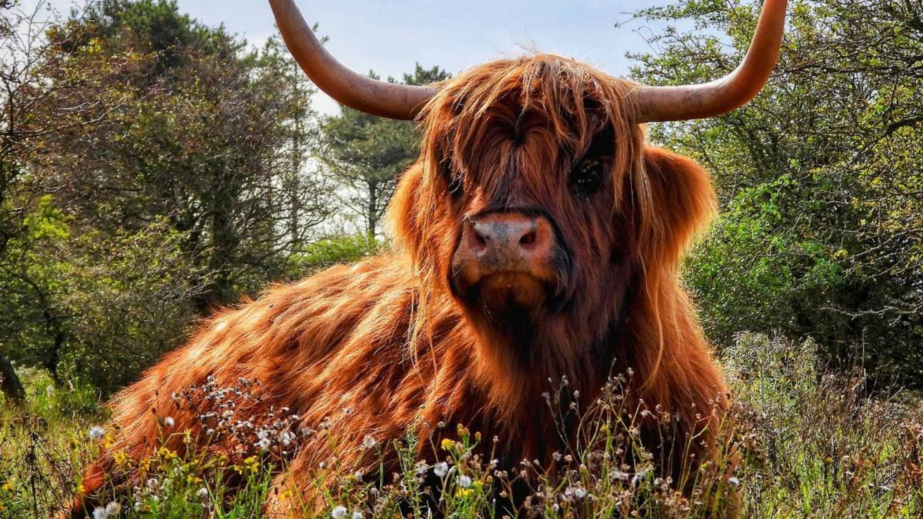 Лось выскочил на дорогу. смотреть онлайн