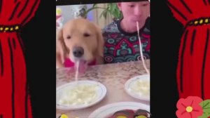 Какой наглый пёс!