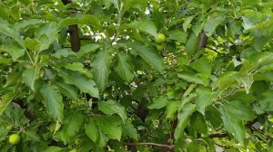 Конечный результат обрезки по системе «Клик».