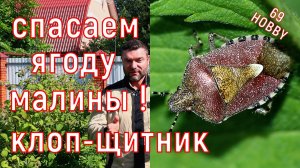 Ягода малины портится и воняет? Причина в нём! Ягодный клоп-щитник!