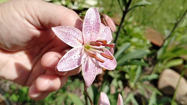 Мои Мартагоны - нарезка видео 2025 из нашего сада смотреть онлайн