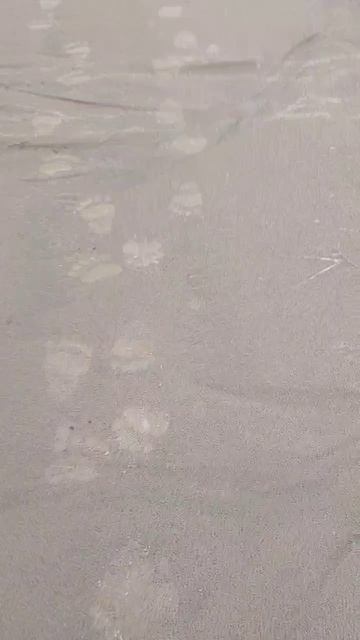 По следам медведя