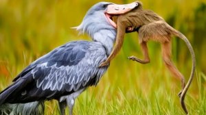 Эта птица ГЛОТАЕТ всех подряд! КИТОГЛАВ - властелин болот из древних времен!