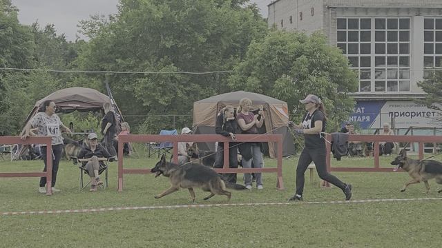 ЮНИОРЫ СУКИ / КЧК ХАБАРОВСК 13 июня`25 В.Киселева Моно немецких овчарок