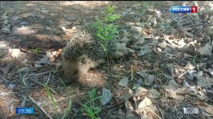 Вести-Томск, выпуск от 26.06.2025 09:30