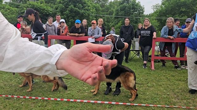РАБОЧИЙ СУКИ / КЧК ХАБАРОВСК 13 июня`25 В.Киселева Моно немецких овчарок