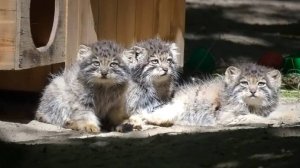 Пушистая банда манульчиков и мама Снежинка встречают кипера с молочком.