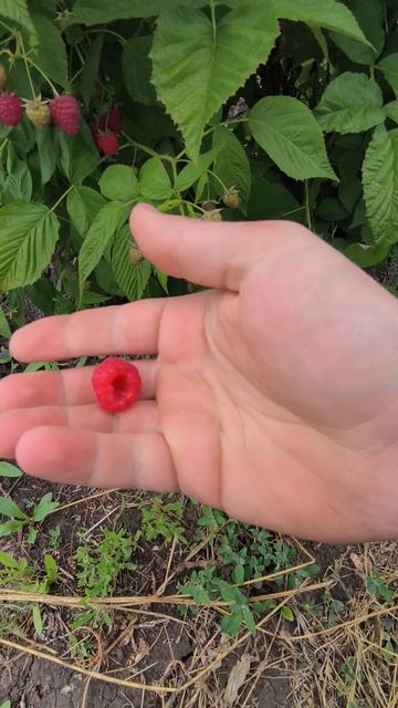 Малина Энргсадира, очень вкусная ягода 🥰 смотреть онлайн