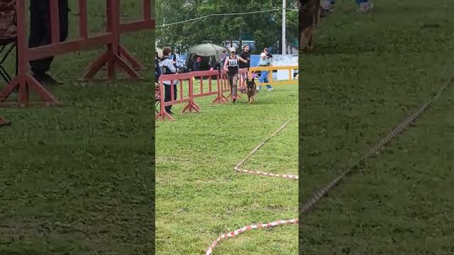 РАБОЧИЙ КОБЕЛИ / КЧК ХАБАРОВСК 13 июня`25 В.Киселева Моно немецких овчарок