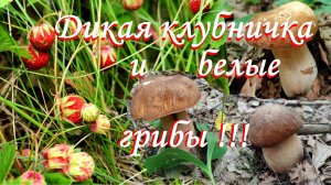 22 июня 2025 года. Дикая клубничка и белые грибы!