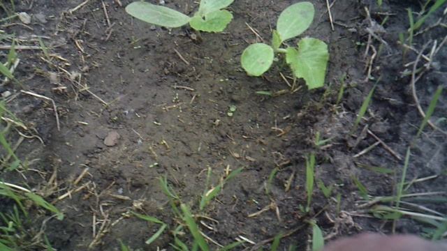 Кабачки Грибовские